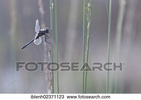 "Black Darter or Black Meadowhawk dragonfly (Sympetrum danae), Haren, Emsland, Lower Saxony, Germany, Europe" View Large Photo Image Stock Image - "Black Darter or Black Meadowhawk dragonfly (Sympetrum danae), Haren, Emsland, Lower Saxony, Germany, Europe". Fotosearch