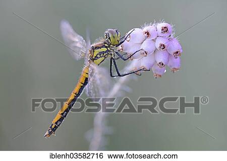 "Black Darter or Black Meadowhawk (Sympetrum danae), female, Bargerveen, Zwartemeer, Drenthe Province, The Netherlands, Europe" View Large Photo Image Stock Photograph - "Black Darter or Black Meadowhawk (Sympetrum danae), female, Bargerveen, Zwartemeer, Drenthe Province, The Netherlands, Europe". Fotosearch