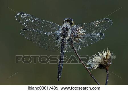 "Black Darter or Black Meadowhawk (Sympetrum danae), Filz, Worgl, Austria, Europe" View Large Photo Image Stock Photography - "Black Darter or Black Meadowhawk (Sympetrum danae), Filz, Worgl, Austria, Europe". Fotosearch