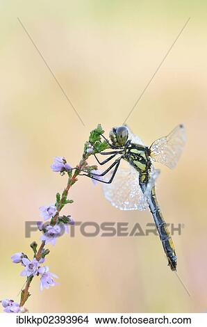 "Black Darter (Sympetrum danae) dragonfly, Lower Lusatian Heath Nature Park, Brandenburg, Germany, Europe" View Large Photo Image Picture - "Black Darter (Sympetrum danae) dragonfly, Lower Lusatian Heath Nature Park, Brandenburg, Germany, Europe". Fotosearch