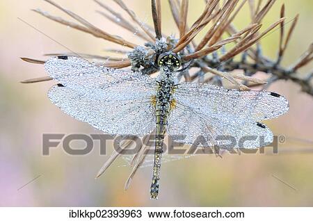 "Black Darter (Sympetrum danae) dragonfly, Lower Lusatian Heath Nature Park, Brandenburg, Germany, Europe" View Large Photo Image Stock Image - "Black Darter (Sympetrum danae) dragonfly, Lower Lusatian Heath Nature Park, Brandenburg, Germany, Europe". Fotosearch