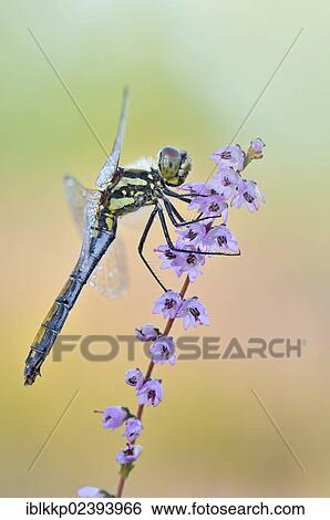 Stock Photograph - "Black Darter (Sympetrum danae) dragonfly, Lower Lusatian Heath Nature Park, Brandenburg, Germany, Europe". Fotosearch