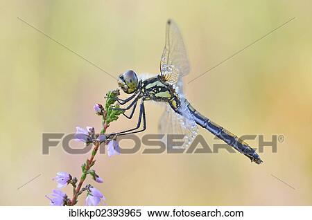 "Black Darter (Sympetrum danae) dragonfly, Lower Lusatian Heath Nature Park, Brandenburg, Germany, Europe" View Large Photo Image Stock Photography - "Black Darter (Sympetrum danae) dragonfly, Lower Lusatian Heath Nature Park, Brandenburg, Germany, Europe". Fotosearch