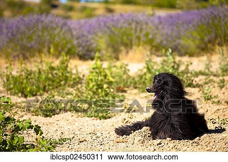 Stock Image - "Black dog lying in front of a blooming field of Lavender (Lavandula angustifolia) around Boux, Luberon Mountains, Vaucluse, Provence-Alpes-Cote d'Azur, Southern France, France, Europe, PublicGround, Europe". Fotosearch
