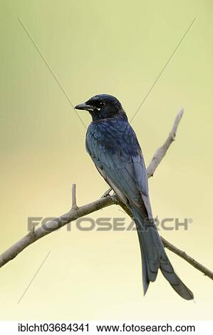 "Black Drongo (Dicrurus macrocercus), Keoladeo National Park, Bharatpur, Rajasthan, India, Asia" View Large Photo Image Stock Image - "Black Drongo (Dicrurus macrocercus), Keoladeo National Park, Bharatpur, Rajasthan, India, Asia". Fotosearch