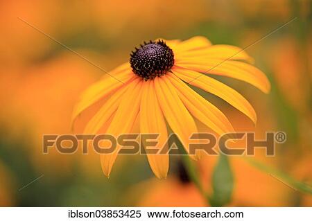 "Black-eyed Susan or Orange Coneflower (Rudbeckia fulgida), flower, Germany, Europe" View Large Photo Image Stock Photography - "Black-eyed Susan or Orange Coneflower (Rudbeckia fulgida), flower, Germany, Europe". Fotosearch