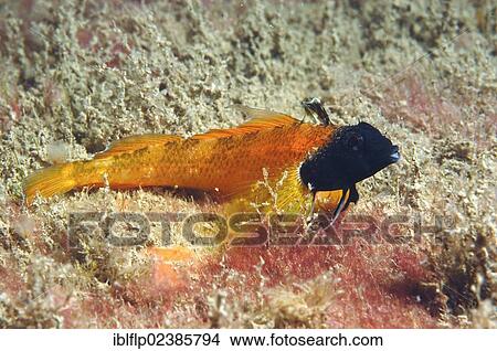 "Black-faced Blenny (Tripterygion delaisi), adult, Swanage Pier, Swanage Bay, Isle of Purbeck, Dorset, England, United Kingdom, Europe" View Large Photo Image Picture - "Black-faced Blenny (Tripterygion delaisi), adult, Swanage Pier, Swanage Bay, Isle of Purbeck, Dorset, England, United Kingdom, Europe". Fotosearch