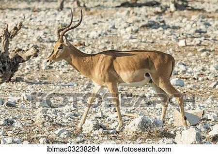 "Black-faced Impala (Aepyceros melampus petersi), Etosha National Park, Namibia, Africa" View Large Photo Image Picture - "Black-faced Impala (Aepyceros melampus petersi), Etosha National Park, Namibia, Africa". Fotosearch