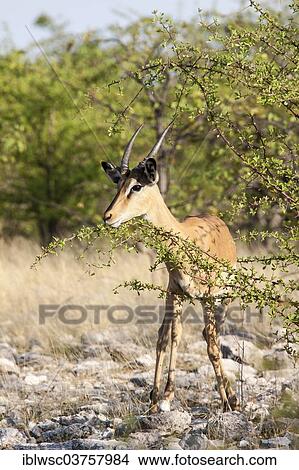 "Black-faced Impala (Aepyceros melampus petersi), Etosha National Park, Okaukuejo, Kunene Region, Namibia, Africa" View Large Photo Image Picture - "Black-faced Impala (Aepyceros melampus petersi), Etosha National Park, Okaukuejo, Kunene Region, Namibia, Africa". Fotosearch