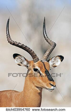 "Black-faced Impala (Aepyceros melampus petersi), male, Etosha National Park, Namibia, Africa" View Large Photo Image Stock Image - "Black-faced Impala (Aepyceros melampus petersi), male, Etosha National Park, Namibia, Africa". Fotosearch
