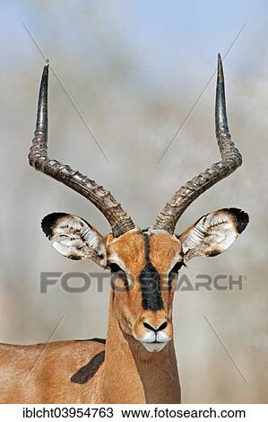"Black-faced Impala (Aepyceros melampus petersi), male, Etosha National Park, Namibia, Africa" View Large Photo Image Stock Image - "Black-faced Impala (Aepyceros melampus petersi), male, Etosha National Park, Namibia, Africa". Fotosearch