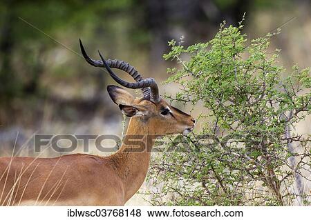 "Black-faced Impala (Aepyceros melampus petersi), Etosha-Nationalpark, Namutoni, Namibia, Africa" View Large Photo Image Stock Photo - "Black-faced Impala (Aepyceros melampus petersi), Etosha-Nationalpark, Namutoni, Namibia, Africa". Fotosearch