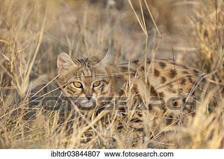 "Black-footed Cat (Felis nigripes), listed as vulnerable species, captive, Harnas Wildlife Foundation, Namibia, Africa" View Large Photo Image Stock Photo - "Black-footed Cat (Felis nigripes), listed as vulnerable species, captive, Harnas Wildlife Foundation, Namibia, Africa". Fotosearch