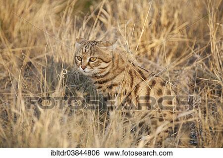"Black-footed Cat (Felis nigripes), listed as vulnerable species, captive, Harnas Wildlife Foundation, Namibia, Africa" View Large Photo Image Stock Photograph - "Black-footed Cat (Felis nigripes), listed as vulnerable species, captive, Harnas Wildlife Foundation, Namibia, Africa". Fotosearch