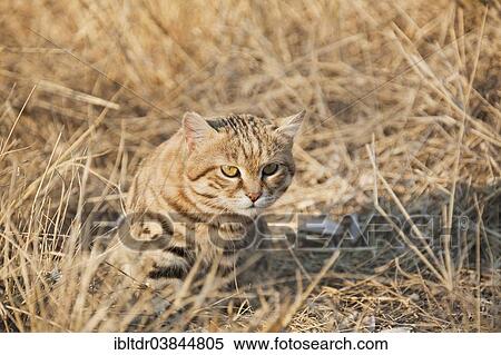 "Black-footed Cat (Felis nigripes), listed as vulnerable species, captive, Harnas Wildlife Foundation, Namibia, Africa" View Large Photo Image Stock Photography - "Black-footed Cat (Felis nigripes), listed as vulnerable species, captive, Harnas Wildlife Foundation, Namibia, Africa". Fotosearch