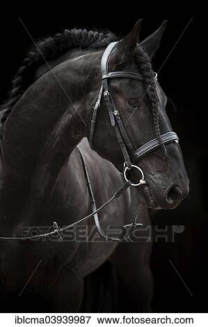 Black Friesian 巴洛克 馬 公馬 由于 折疊 鬃毛 英語 Bridle 影像 Iblcma Fotosearch