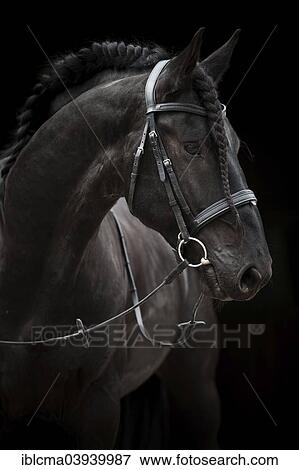 "Black Friesian, Baroque horse, stallion with plaited mane, English Bridle" View Large Photo Image Stock Photo - "Black Friesian, Baroque horse, stallion with plaited mane, English Bridle". Fotosearch