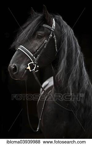 "Black Friesian, Baroque horse, stallion with English bridle" View Large Photo Image Stock Photo - "Black Friesian, Baroque horse, stallion with English bridle". Fotosearch