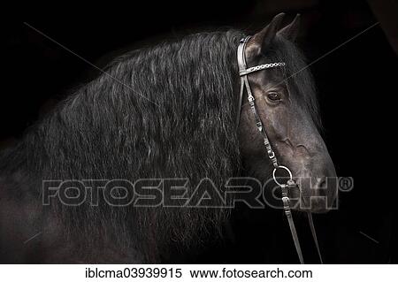 "Black Friesian, gelding with English Bridle" View Large Photo Image Stock Photography - "Black Friesian, gelding with English Bridle". Fotosearch