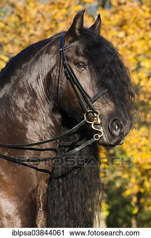 Stock Image - "Black Friesian horse with a long crest wearing a curb bit, in autumn, Northern Tyrol, Austria, Europe". Fotosearch