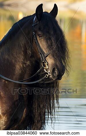 "Black Friesian horse with a long crest, standing on the lakeshore in autumn, Northern Tyrol, Austria, Europe" View Large Photo Image Stock Image - "Black Friesian horse with a long crest, standing on the lakeshore in autumn, Northern Tyrol, Austria, Europe". Fotosearch
