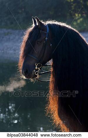 "Black Friesian horse with a long crest, on the lakefront, backlit, Northern Tyrol, Austria, Europe" View Large Photo Image Stock Photo - "Black Friesian horse with a long crest, on the lakefront, backlit, Northern Tyrol, Austria, Europe". Fotosearch