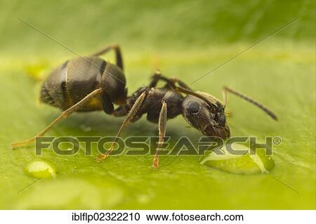 "Black Garden Ant (Lasius niger), adult, drinking from water droplet on leaf, Leicestershire, England, United Kingdom, Europe" View Large Photo Image Stock Image - "Black Garden Ant (Lasius niger), adult, drinking from water droplet on leaf, Leicestershire, England, United Kingdom, Europe". Fotosearch