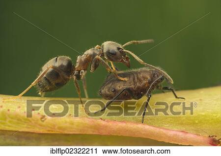 "Black Garden Ant (Lasius niger), adult, trying to encourage aphid to secrete honeydew by stroking rear of aphid, Essex, England, United Kingdom, Europe" View Large Photo Image Stock Image - "Black Garden Ant (Lasius niger), adult, trying to encourage aphid to secrete honeydew by stroking rear of aphid, Essex, England, United Kingdom, Europe". Fotosearch