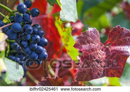 Stock Image - "Black grapes and colourful leaves on a vine, Altenahr, Rhineland-Palatinate, Germany, Europe". Fotosearch