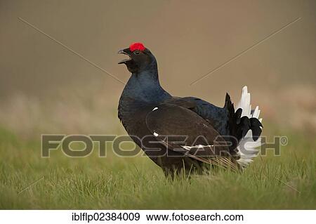 "Black Grouse (Tetrao tetrix), adult male, calling during lek at dawn, Yorkshire Dales, North Yorkshire, England, United Kingdom, Europe" View Large Photo Image Stock Photo - "Black Grouse (Tetrao tetrix), adult male, calling during lek at dawn, Yorkshire Dales, North Yorkshire, England, United Kingdom, Europe". Fotosearch