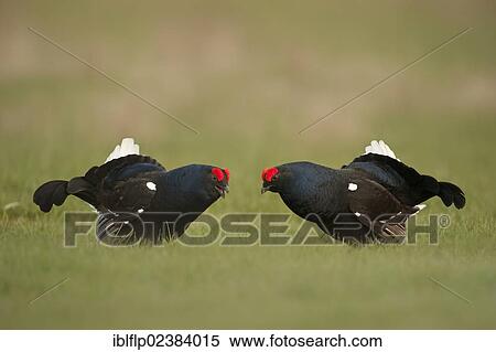"Black Grouse (Tetrao tetrix), two adult males, displaying and challenging behaviour during lek at dawn, Yorkshire Dales, North Yorkshire, England, United Kingdom, Europe" View Large Photo Image Stock Photography - "Black Grouse (Tetrao tetrix), two adult males, displaying and challenging behaviour during lek at dawn, Yorkshire Dales, North Yorkshire, England, United Kingdom, Europe". Fotosearch