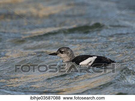 Stock Photo - "Black Guillemot or Tystie (Cepphus grylle), winter plumage, Texel, West Frisian Islands, province of North Holland, The Netherlands, Europe". Fotosearch