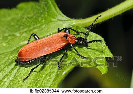 "Black-headed Cardinal Beetle (Pyrochroa coccinea), adult, resting on leaf, Goring-on-Thames, Oxfordshire, England, United Kingdom, Europe" View Large Photo Image Picture - "Black-headed Cardinal Beetle (Pyrochroa coccinea), adult, resting on leaf, Goring-on-Thames, Oxfordshire, England, United Kingdom, Europe". Fotosearch