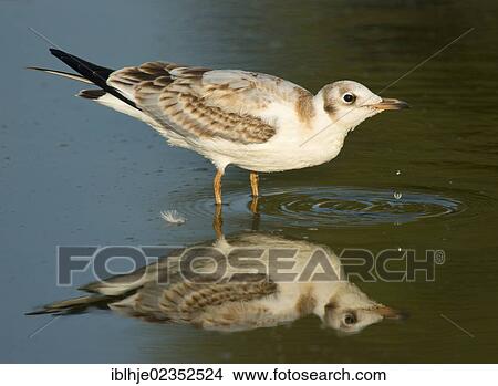 "Black-headed Gull (Chroicocephalus ridibundus, Larus ridibundus), Lesbos, Greece, Europe" View Large Photo Image Picture - "Black-headed Gull (Chroicocephalus ridibundus, Larus ridibundus), Lesbos, Greece, Europe". Fotosearch