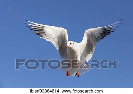 "Black-headed Gull (Chroicocephalus ridibundus), in flight, Schleswig-Holstein, Germany, Europe" View Large Photo Image Picture - "Black-headed Gull (Chroicocephalus ridibundus), in flight, Schleswig-Holstein, Germany, Europe". Fotosearch