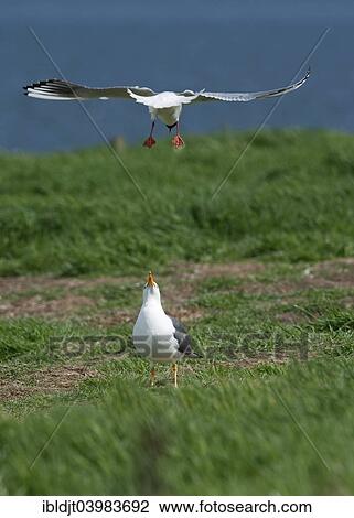 "Black-headed Gull (Chroicocephalus ridibundus) mobbing Lesser Black-backed Gull (Larus fuscus) which was attempting to steal eggs, Inner Farne, Farne Islands, Northumberland, England, United Kingdom, Europe" View Large Photo Image Stock Image - "Black-headed Gull (Chroicocephalus ridibundus) mobbing Lesser Black-backed Gull (Larus fuscus) which was attempting to steal eggs, Inner Farne, Farne Islands, Northumberland, England, United Kingdom, Europe". Fotosearch