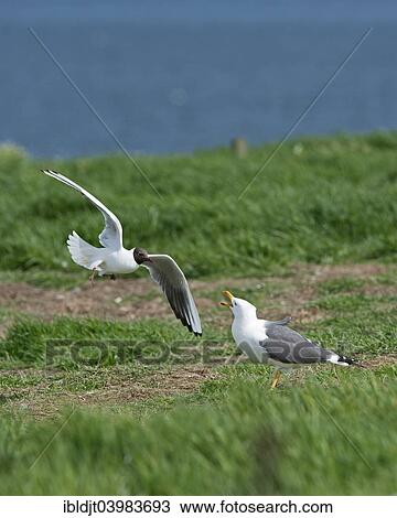 "Black-headed Gull (Chroicocephalus ridibundus) mobbing Lesser Black-backed Gull (Larus fuscus) which was attempting to steal eggs, Inner Farne, Farne Islands, Northumberland, England, United Kingdom, Europe" View Large Photo Image Stock Image - "Black-headed Gull (Chroicocephalus ridibundus) mobbing Lesser Black-backed Gull (Larus fuscus) which was attempting to steal eggs, Inner Farne, Farne Islands, Northumberland, England, United Kingdom, Europe". Fotosearch