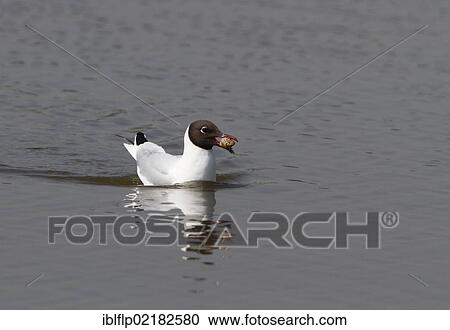 Black-headed Gull (Chroicocephalus ridibundus) carrying a regurgitated pellet View Large Photo Image Stock Image - Black-headed Gull (Chroicocephalus ridibundus) carrying a regurgitated pellet. Fotosearch