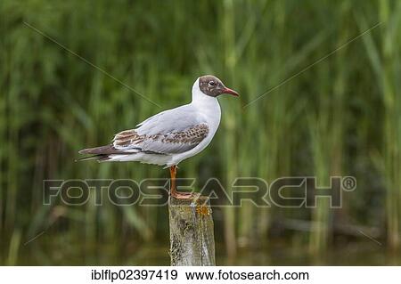 Black-headed Gull (Chroicocephalus ridibundus) moulting from summer plumage View Large Photo Image Stock Photo - Black-headed Gull (Chroicocephalus ridibundus) moulting from summer plumage. Fotosearch