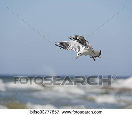 "Black-headed Gull (Chroicocephalus ridibundus) in flight, Mecklenburg-Vorpommern, Germany, Europe" View Large Photo Image Stock Photo - "Black-headed Gull (Chroicocephalus ridibundus) in flight, Mecklenburg-Vorpommern, Germany, Europe". Fotosearch