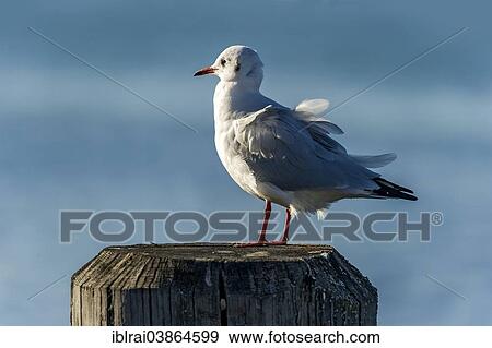 "Black-headed Gull (Chroicocephalus ridibundus), Bavaria, Germany, Europe" View Large Photo Image Stock Photo - "Black-headed Gull (Chroicocephalus ridibundus), Bavaria, Germany, Europe". Fotosearch