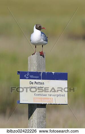 Black-headed Gull (Chroicocephalus ridibundus) sitting on a sign of a nature reserve, Texel, Wadden Islands, Netherlands, Holland, Europe View Large Photo Image Stock Photograph - Black-headed Gull (Chroicocephalus ridibundus) sitting on a sign of a nature reserve, Texel, Wadden Islands, Netherlands, Holland, Europe. Fotosearch