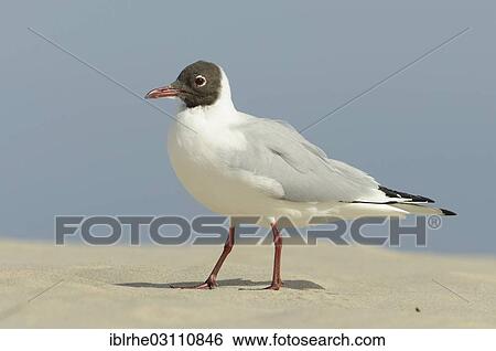 Stock Photograph - "Black-headed Gull (Chroicocephalus ridibundus) standing on the beach, Bansin, Usedom, Mecklenburg-Western Pomerania, Germany, Europe". Fotosearch