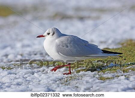 "Black-headed Gull (Larus ridibundus), adult, winter plumage, walking on snow covered grass, Norfolk, England, United Kingdom, Europe" View Large Photo Image Stock Image - "Black-headed Gull (Larus ridibundus), adult, winter plumage, walking on snow covered grass, Norfolk, England, United Kingdom, Europe". Fotosearch