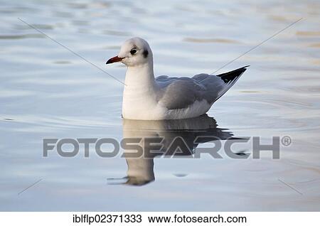 "Black-headed Gull (Larus ridibundus), adult, winter plumage, swimming on river, River Cray, Footscray Meadows Local Nature Reserve, Bexley, Kent, England, United Kingdom, Europe" View Large Photo Image Stock Image - "Black-headed Gull (Larus ridibundus), adult, winter plumage, swimming on river, River Cray, Footscray Meadows Local Nature Reserve, Bexley, Kent, England, United Kingdom, Europe". Fotosearch