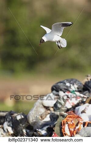 "Black-headed Gull (Larus ridibundus), adult, summer plumage, in flight, foraging over rubbish in landfill site, Shropshire, England, United Kingdom, Europe" View Large Photo Image Stock Image - "Black-headed Gull (Larus ridibundus), adult, summer plumage, in flight, foraging over rubbish in landfill site, Shropshire, England, United Kingdom, Europe". Fotosearch