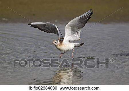 "Black-headed Gull (Larus ridibundus), juvenile, in flight, taking off from pool, Minsmere RSPB Reserve, Suffolk, England, United Kingdom, Europe" View Large Photo Image Stock Image - "Black-headed Gull (Larus ridibundus), juvenile, in flight, taking off from pool, Minsmere RSPB Reserve, Suffolk, England, United Kingdom, Europe". Fotosearch