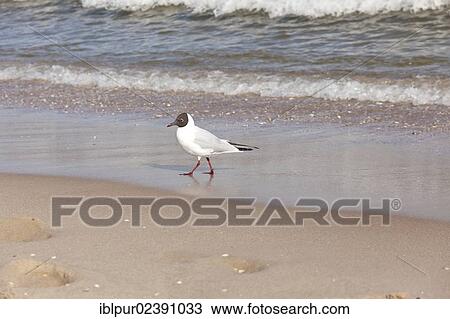 "Black-headed Gull ( Larus ridibundus) on the beach in Koserow, Usedom Island, Mecklenburg-Western Pomerania, Germany, Europe" View Large Photo Image Stock Image - "Black-headed Gull ( Larus ridibundus) on the beach in Koserow, Usedom Island, Mecklenburg-Western Pomerania, Germany, Europe". Fotosearch