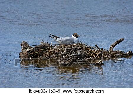 Stock Photo - "Black-headed Gull (Larus ridibundus) perched on a nest, Camargue, France, Europe". Fotosearch