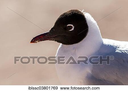 "Black-headed Gull (Larus ridibundus), Andes, Chile, South America" View Large Photo Image Stock Photo - "Black-headed Gull (Larus ridibundus), Andes, Chile, South America". Fotosearch